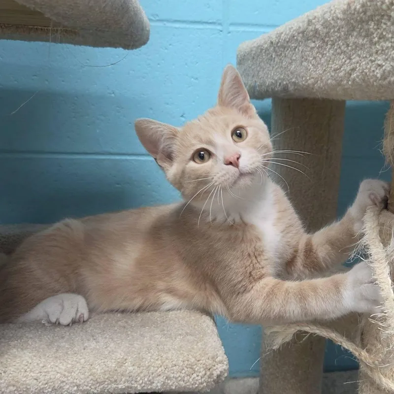 A young medium-sized male Buff / Tan / Fawn Domestic Short Hair cat named Slater for adoption in Chilton, WI