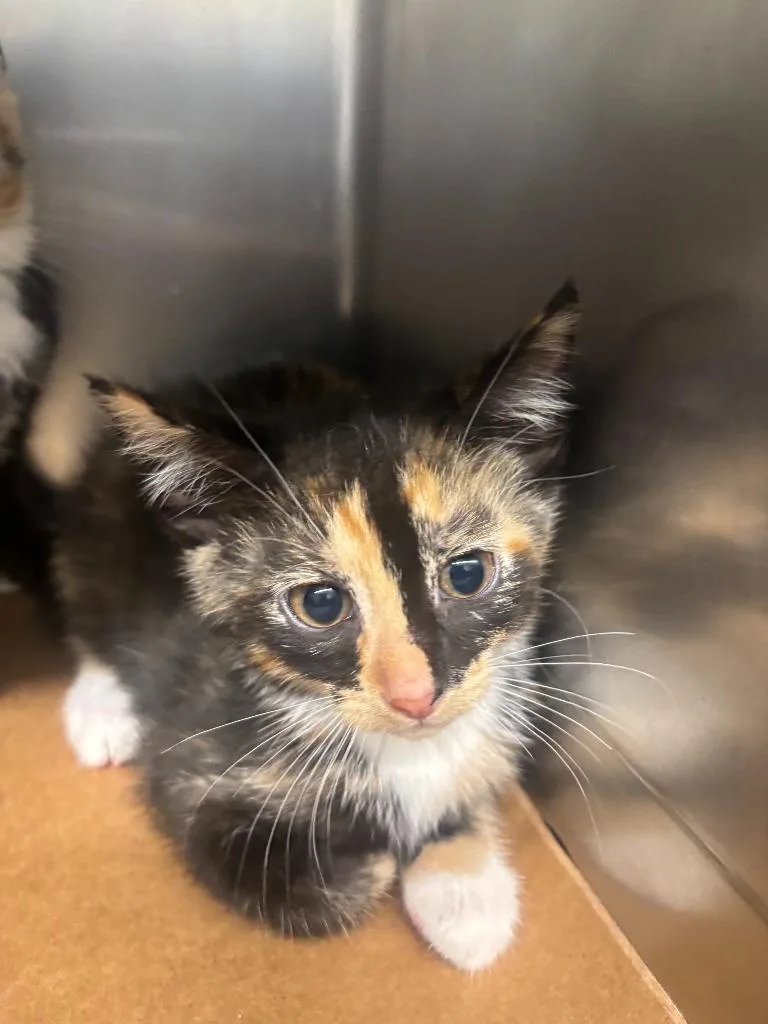A baby large-sized female Domestic Short Hair cat named Penelope for adoption in Cartersville , GA