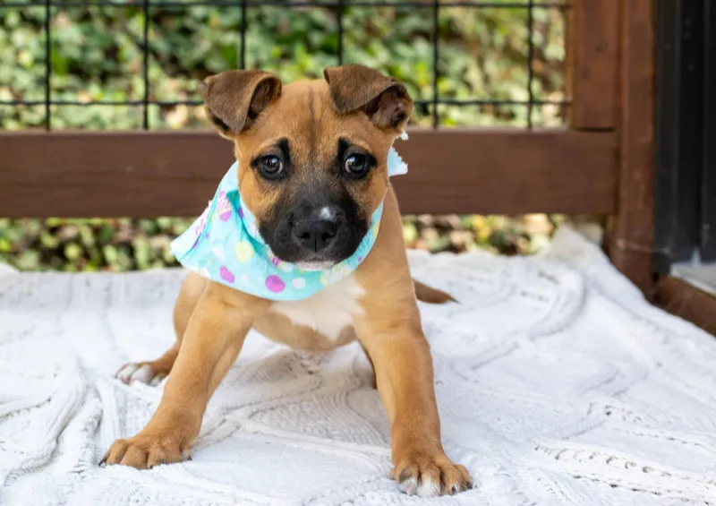 Peter Rabbit thumbnail 3