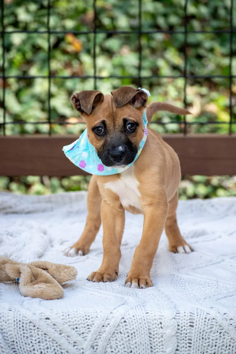 Peter Rabbit thumbnail 4