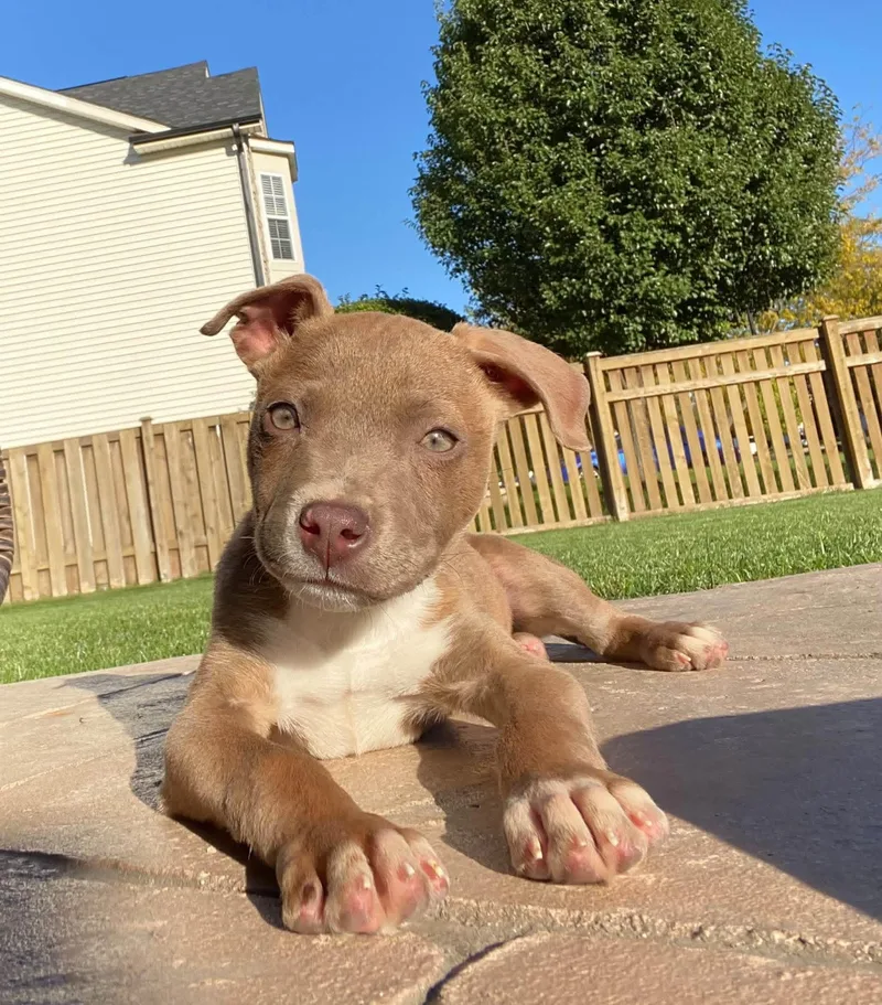 A baby medium-sized female Pit Bull Terrier dog named Ginny for adoption in Orland Park, IL