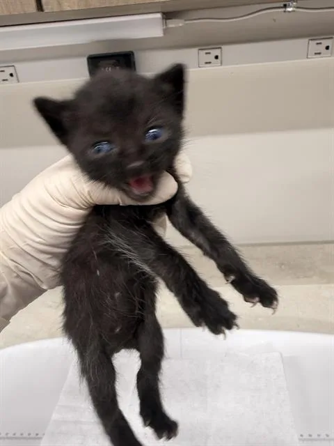 A baby small-sized female Domestic Short Hair cat named Sega for adoption in Baytown, TX