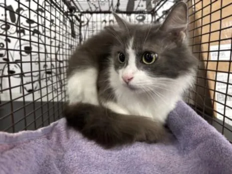An adult small-sized female Domestic Short Hair cat named Camila for adoption in San Pedro, CA