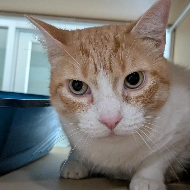 An adult large-sized male Orange / Red Domestic Short Hair cat named Marvin for adoption in Leander, TX