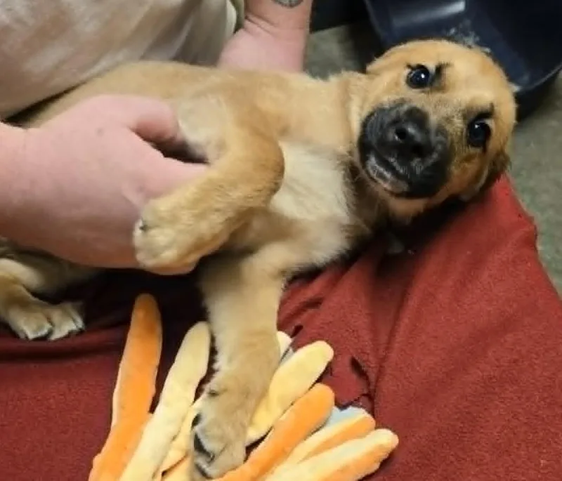Benny thumbnail 3