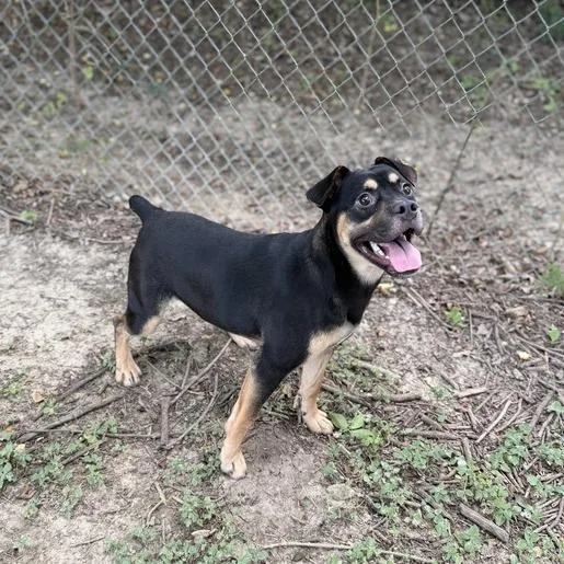 A young medium-sized male Black Terrier dog named Gargoyle for adoption in Carencro, LA