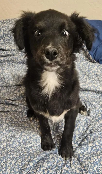 A young medium-sized male Cattle Dog dog named Evoo for adoption in Phoenix, AZ