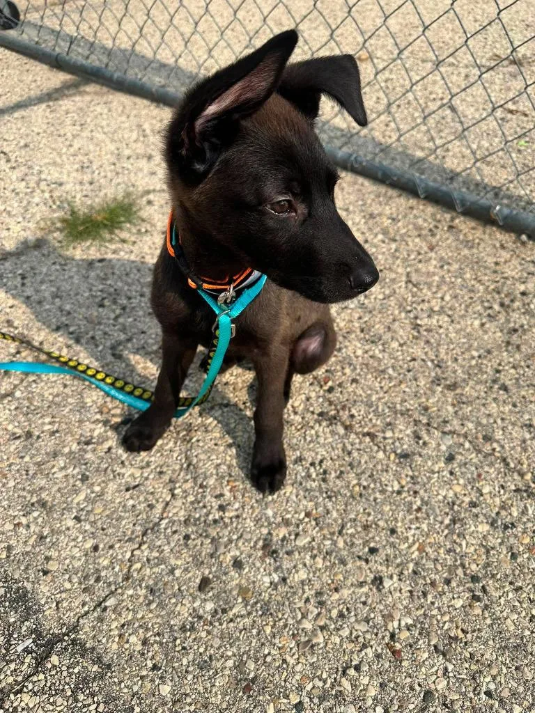 A baby medium-sized male Labrador Retriever dog named Biscuit $ for adoption in Milwaukee, WI