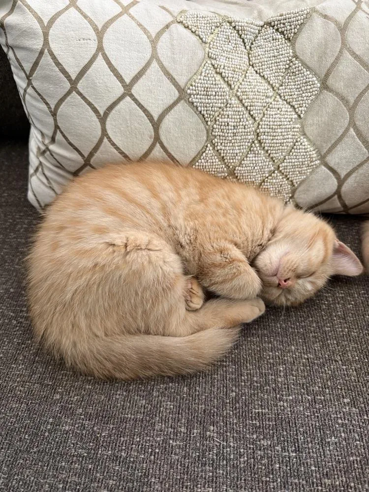 A baby small-sized male Persian cat named Freddie Purrcury for adoption in Dallas, TX