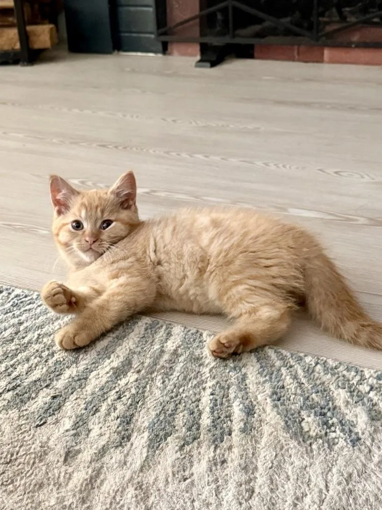 Freddie Purrcury thumbnail 2