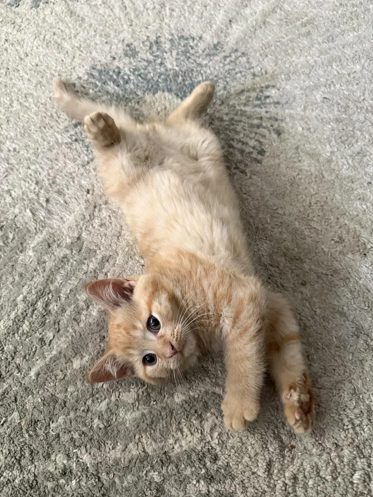 Freddie Purrcury thumbnail 3