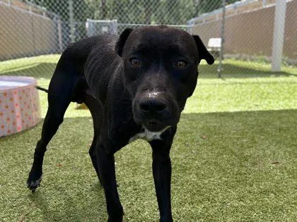 A young medium-sized male Labrador Retriever dog named Cole for adoption in Gainesville, FL