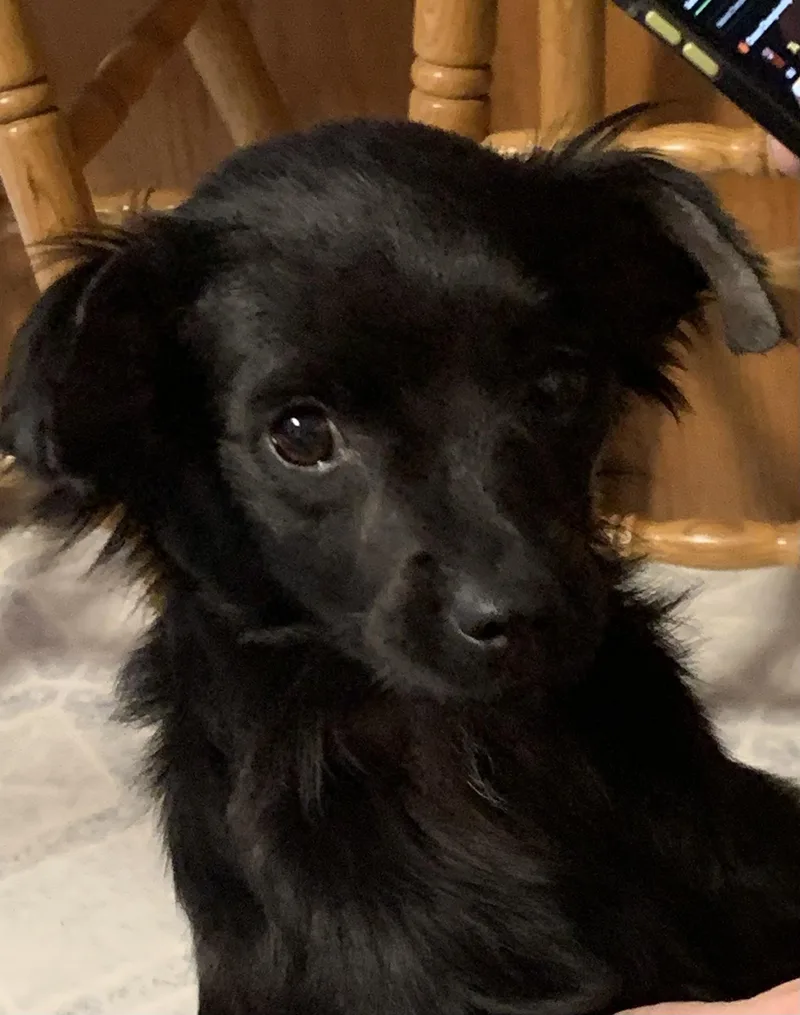 A young small-sized female Black Dachshund (Long Haired) dog named Nova for adoption in Grafton, WV