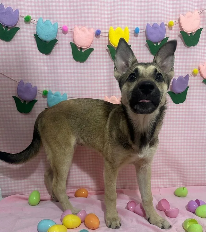 Star Fire thumbnail 2