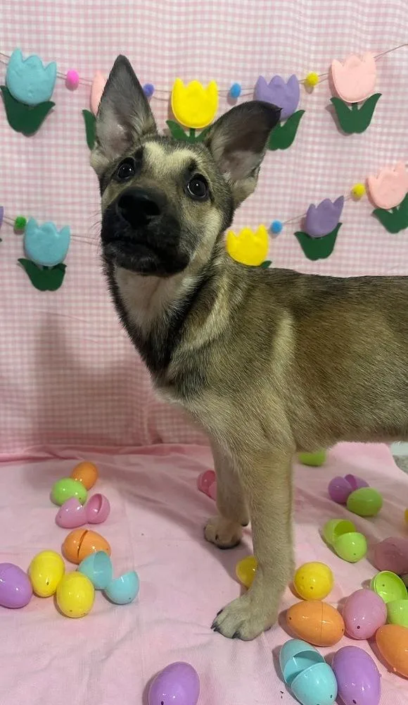 Star Fire thumbnail 3