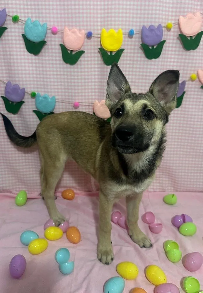 Star Fire thumbnail 4