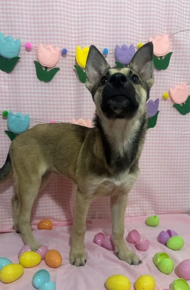 Star Fire thumbnail 5