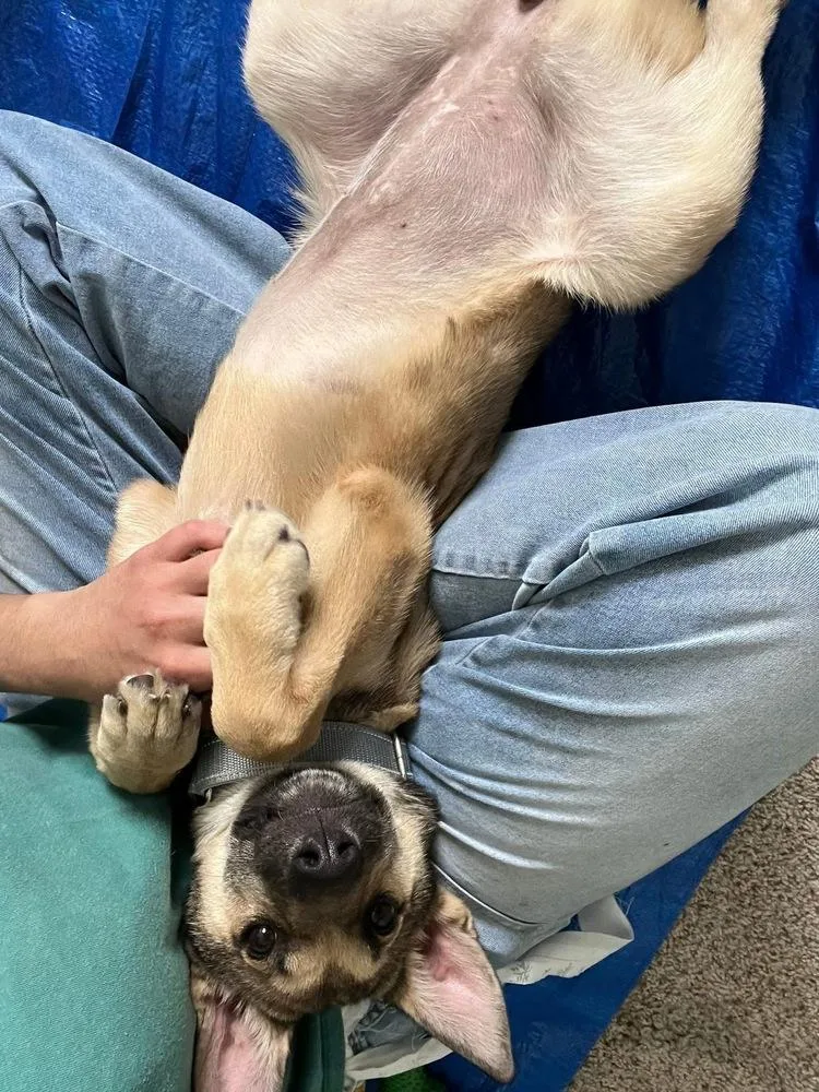 Star Fire thumbnail 6