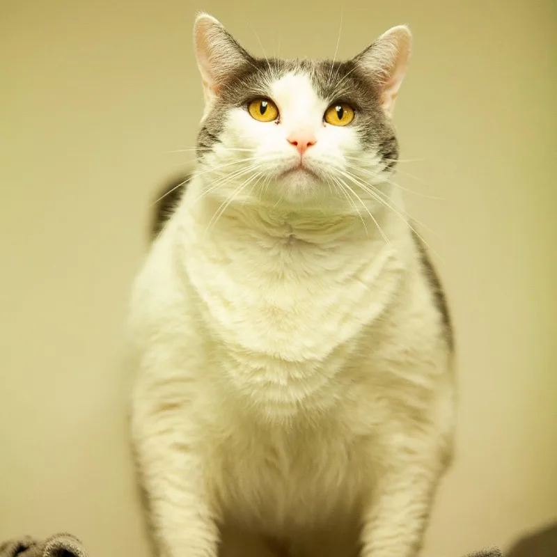 An adult extra large-sized female White Domestic Short Hair cat named Misu for adoption in Philadelphia, PA