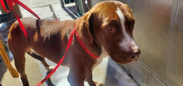 A young large-sized male Labrador Retriever dog named Julio for adoption in San Bernardino, CA
