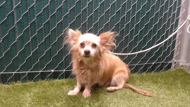 An adult small-sized female Chihuahua dog named Alejandra for adoption in Downey, CA