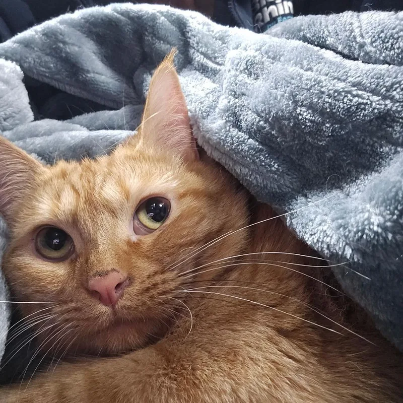 An adult medium-sized female Orange / Red Domestic Short Hair cat named A Mia for adoption in Centralia, WA