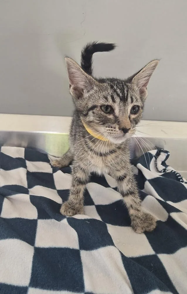 A baby small-sized male Domestic Short Hair cat named Manning for adoption in Dickson, TN