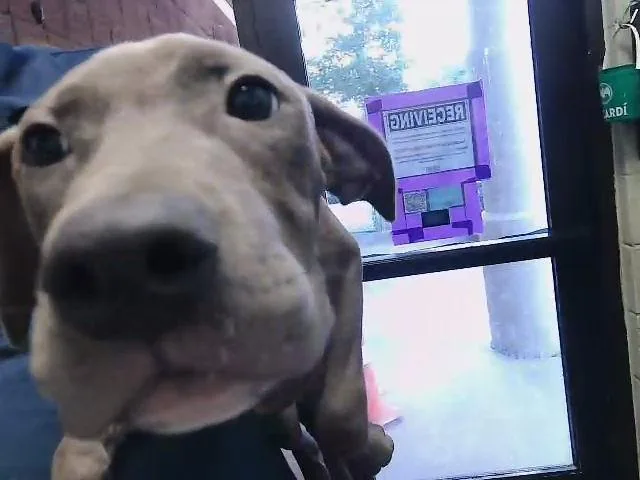 A young small-sized male Pit Bull Terrier dog named 7 for adoption in Tulsa, OK