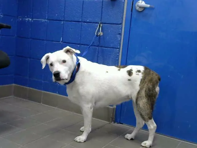 An adult large-sized female Pit Bull Terrier dog named Rose for adoption in Albuquerque, NM