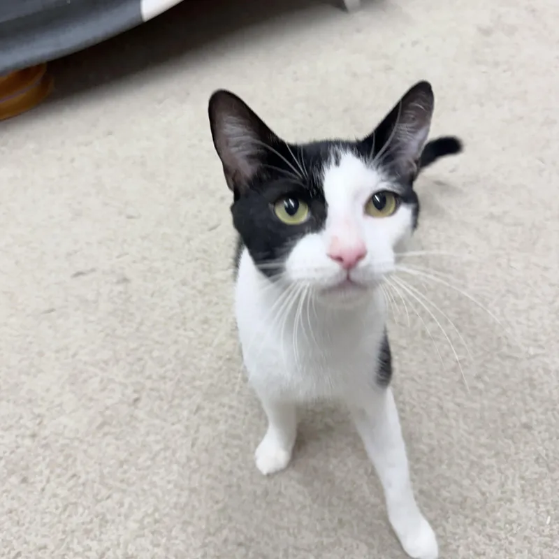 A young medium-sized male Black & White / Tuxedo American Shorthair cat named Chatwick for adoption in Philadelphia, PA
