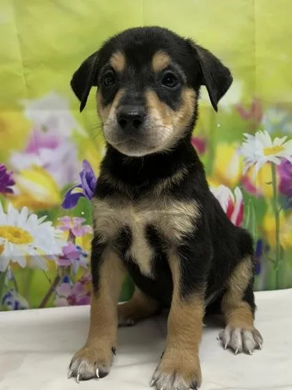 A young small-sized male Terrier dog named Glenn for adoption in San Antonio, TX