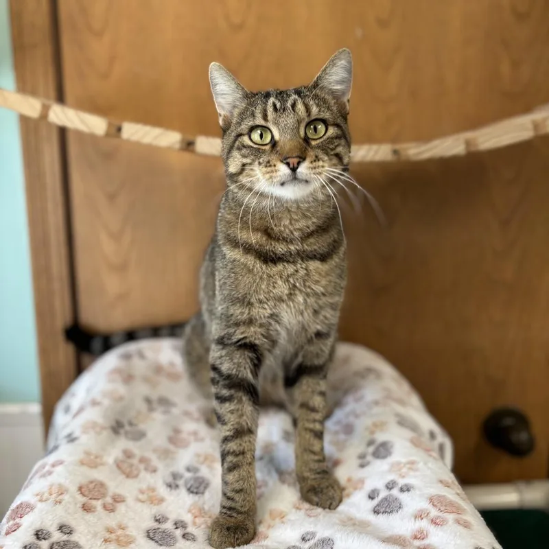 A young small-sized male Brown / Chocolate Domestic Short Hair cat named Bastain for adoption in Fargo, ND