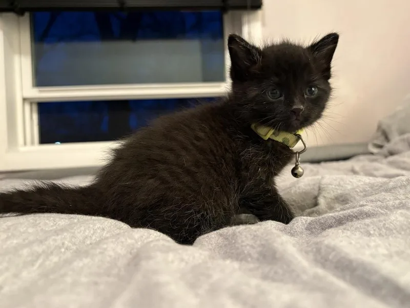 A baby small-sized male Black Domestic Short Hair cat named Heath Aster for adoption in Mundelein, IL