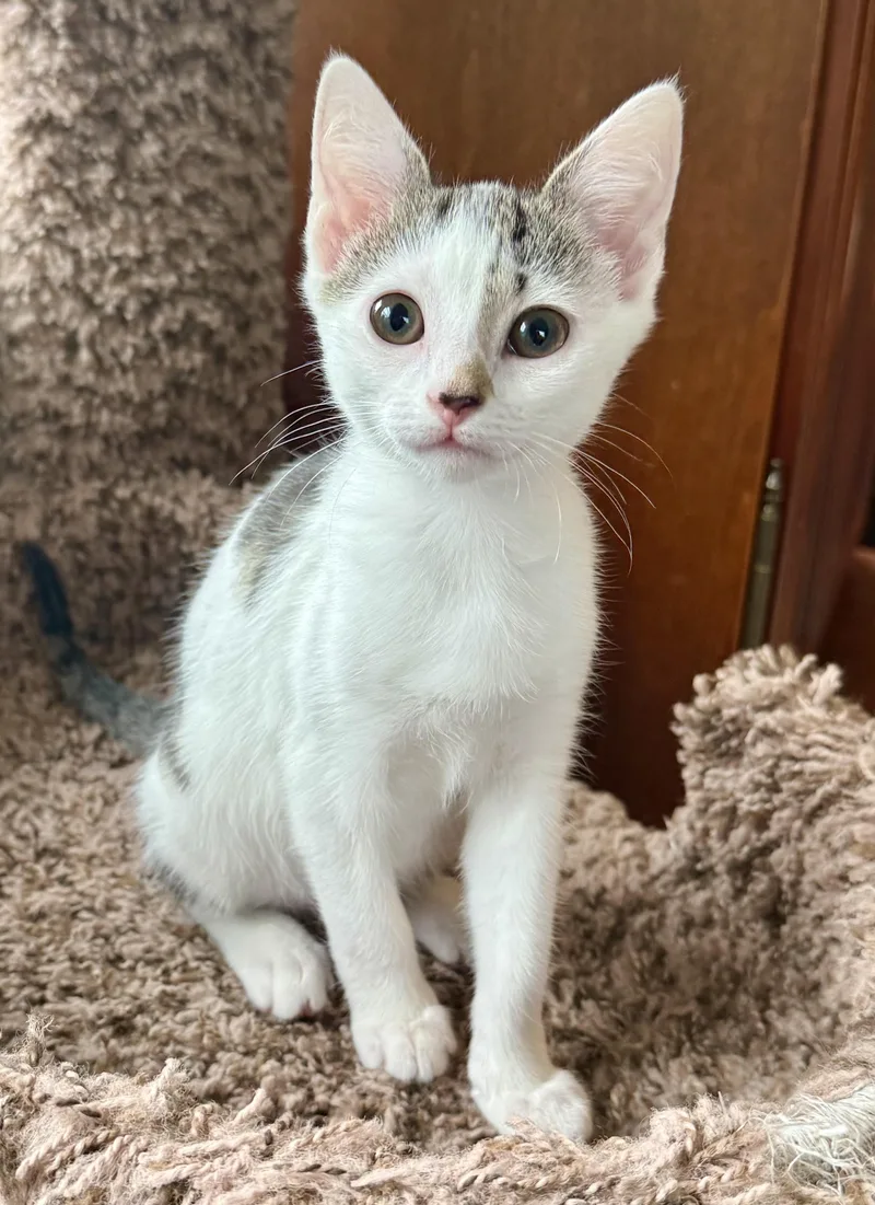 A baby small-sized female White Domestic Short Hair cat named Insta for adoption in Richmond, VA