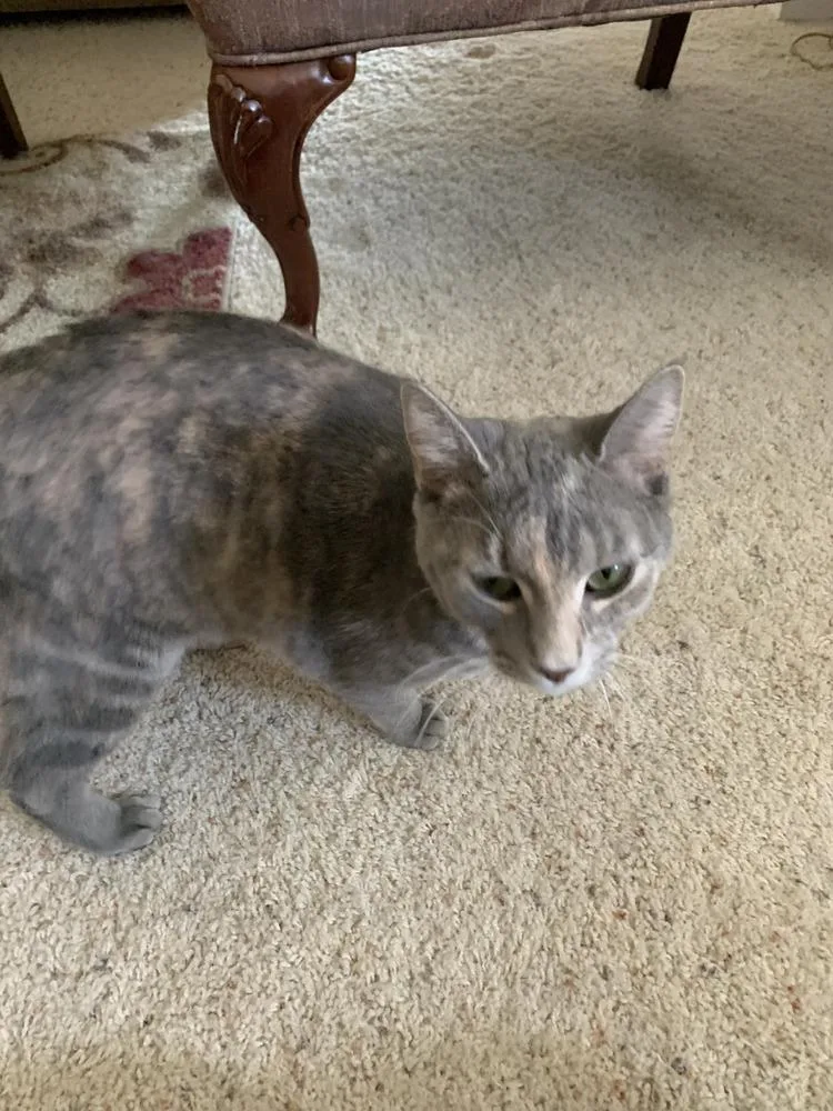 A young medium-sized male Domestic Short Hair cat named Siggy for adoption in Papillion, NE