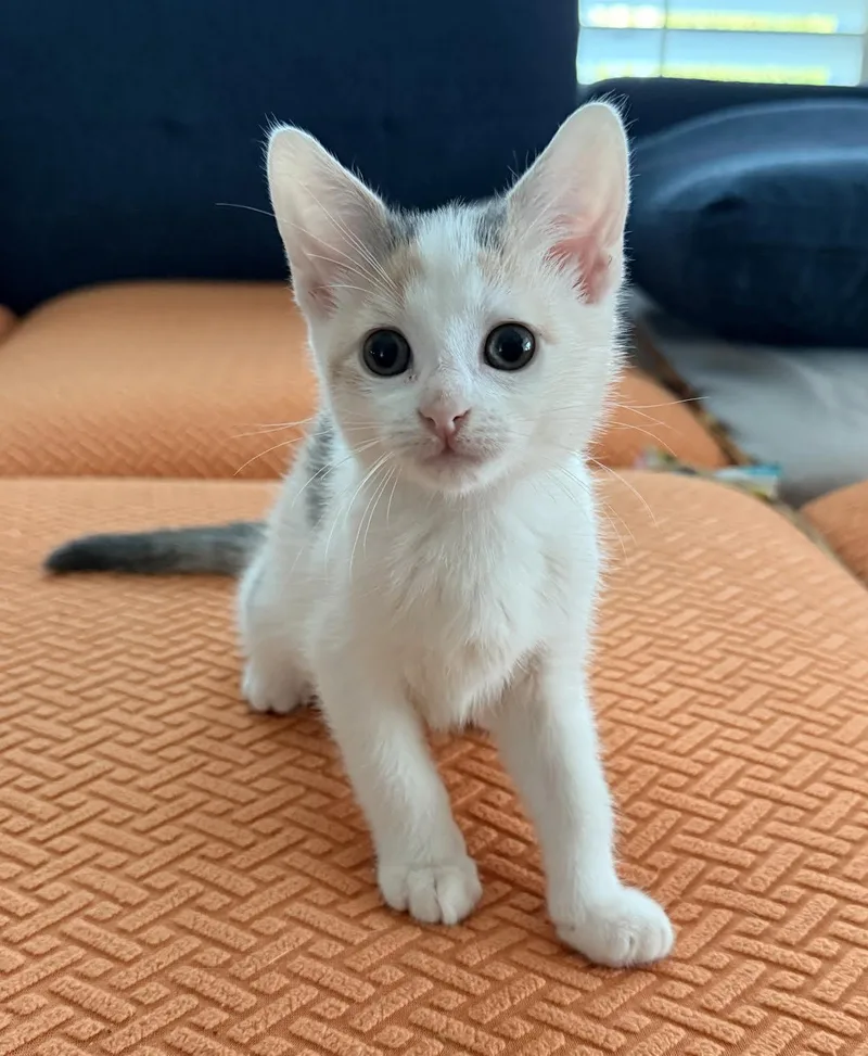 A baby medium-sized female Calico Domestic Short Hair cat named Aruba for adoption in Long Beach, NY