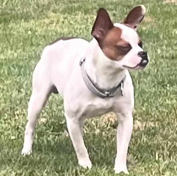 A baby small-sized male Rat Terrier dog named Eddie for adoption in Coldwater, MI
