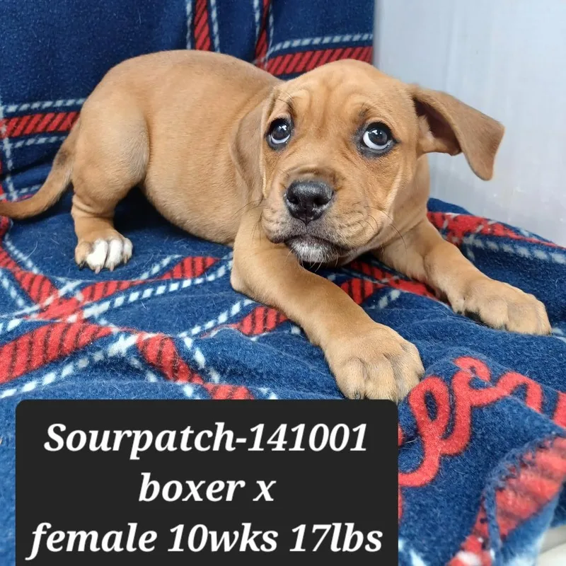 A baby small-sized female Boxer dog named Sourpatch for adoption in New Tazewell, TN