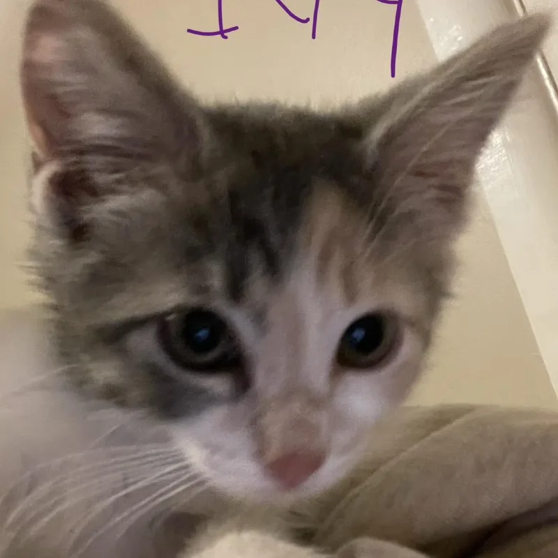 A baby small-sized female Calico Domestic Short Hair cat named Ivy for adoption in Bel Air, MD