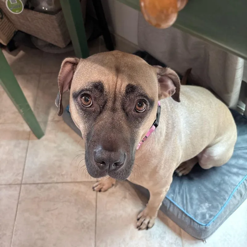 An adult large-sized female Mixed Breed dog named Mandy for adoption in Portland, OR