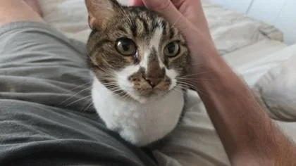 A senior medium-sized female Domestic Short Hair cat named Elizabeth for adoption in Washington, DC