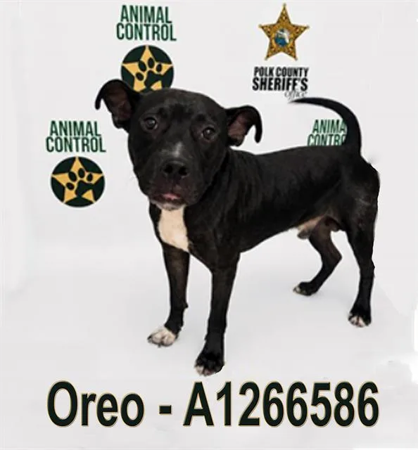 An adult medium-sized male American Bulldog dog named Oreo for adoption in Winter Haven, FL