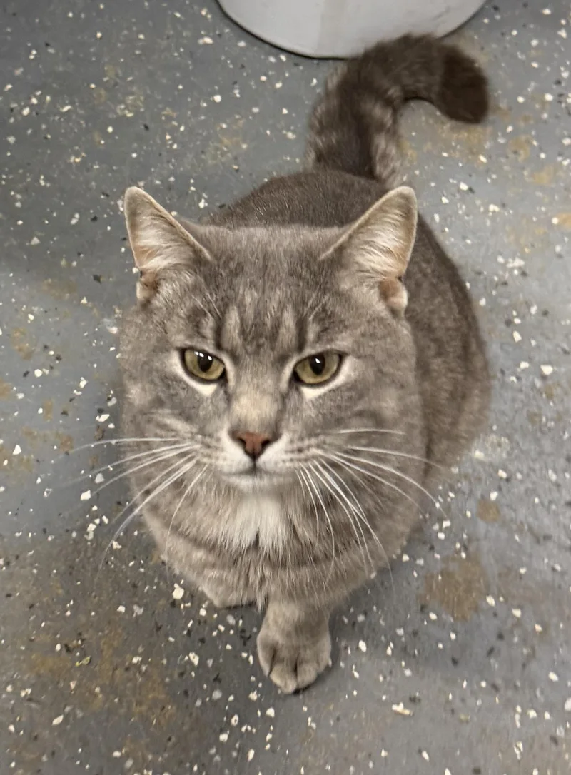 An adult medium-sized male Tabby (Gray / Blue / Silver) Domestic Short Hair cat named Shaggy for adoption in Brooks, ME