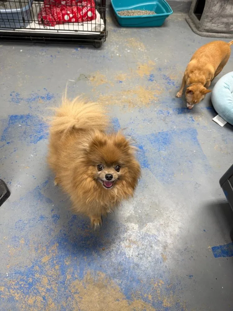 An adult small-sized male Pomeranian dog named Mama & Mikey for adoption in Franklin, PA