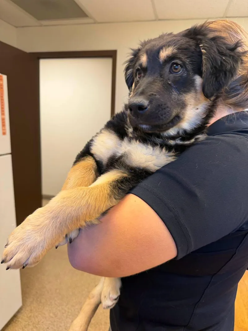 A baby large-sized female Black Shepherd dog named Ember for adoption in Gardnerville, NV