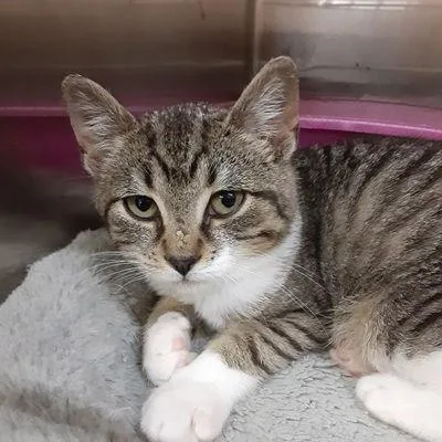 A baby medium-sized male Domestic Short Hair cat named Billy for adoption in Massapequa, NY