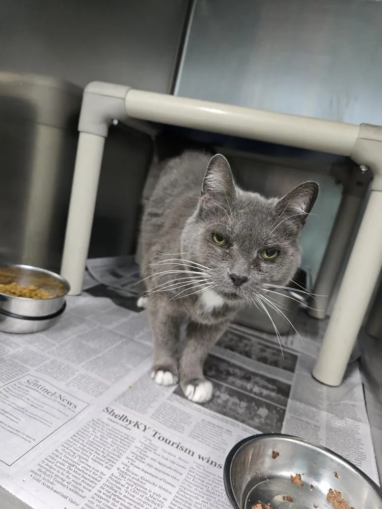 A senior small-sized female Gray & White Domestic Short Hair cat named Jo for adoption in Evansville, IN