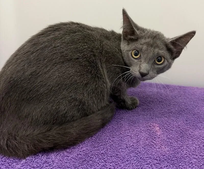 A young medium-sized female Gray / Blue / Silver Domestic Medium Hair cat named Lagoon for adoption in Katy, TX