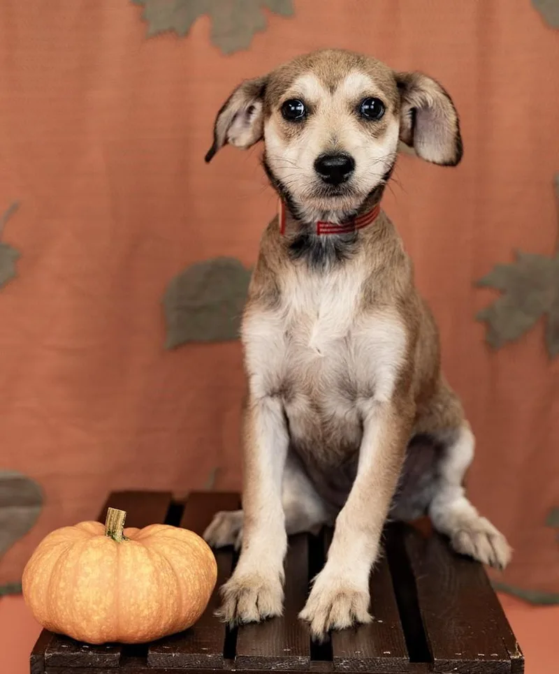 A baby medium-sized female Terrier dog named 857-26 for adoption in Brighton, CO