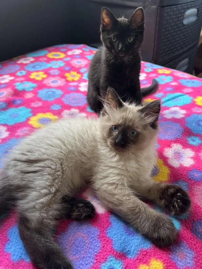 A baby small-sized male Domestic Long Hair cat named Hawk Maisie for adoption in Minneapolis, MN